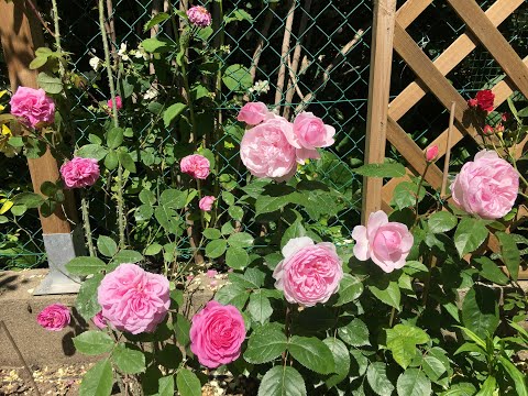 Видео: 25 роз Дэвида Остина в моем саду, 1-й и 2-й год