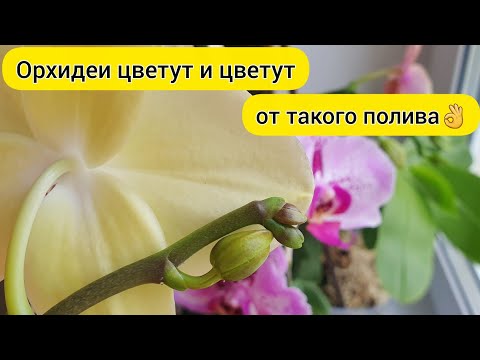 Видео: Полей орхидеи так и ОРХИДЕИ ЦВЕТУТ И ЦВЕТУТ // Орхидея доращивает цветонос