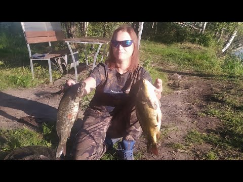 Видео: Карп, карась Варегово