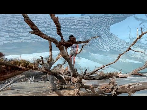 Видео: Александр Щербина.  О любви ящеров