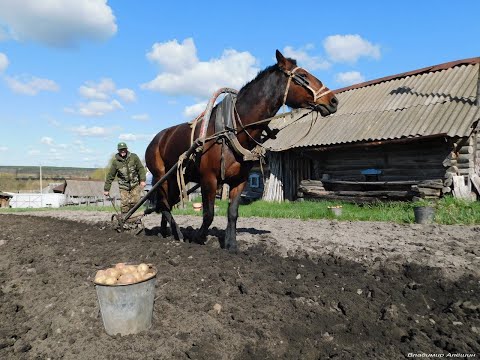 Видео: Посадка картофеля лошадью! Почти забытый способ посадки КАРТОШКИ!