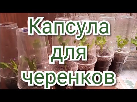 Видео: Как посадить черенки георгин в капсулы. Метод для ленивых.