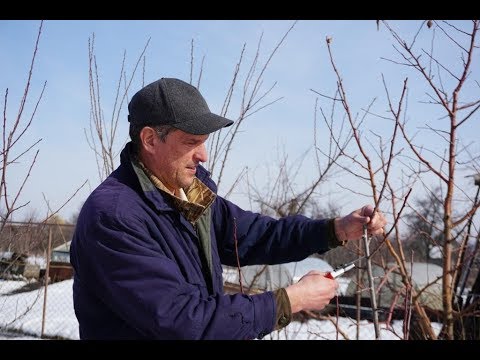 Видео: Обрезка сливы