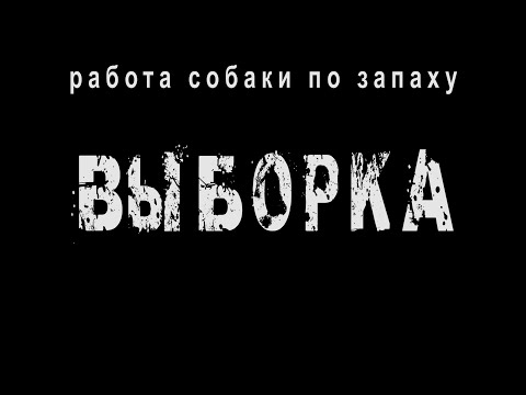 Видео: работа собаки по запаху - выборка