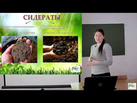 Видео: Сидераты - мои главные помощники!