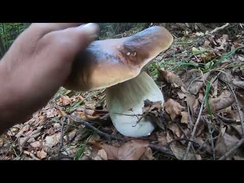 Видео: МЕГА-КРАСЕНЬ НА ФІНІШІ!