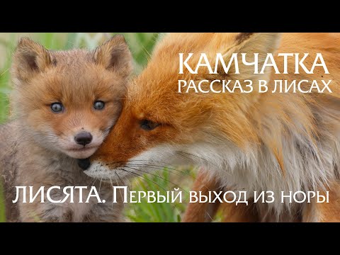 Видео: Камчатка. Рассказ в лисах. Лисы в дикой природе. Лисята - первый выход из норы. Семейная жизнь лис.