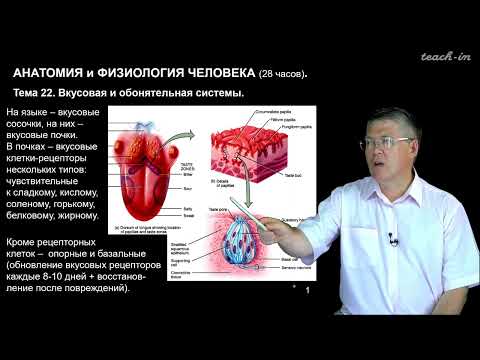 Видео: Дубынин В. А. - 100 часов школьной биологии - 1.22. Вкусовая и обонятельная системы