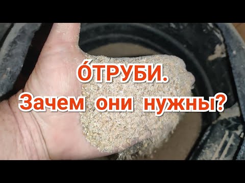 Видео: Отруби Для Кур. Зачем Они Нужны?