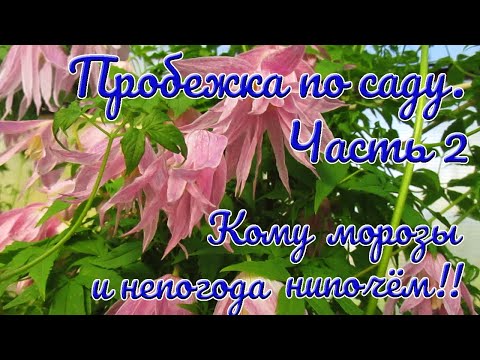 Видео: 17 05 24г  Пробежка по саду  Часть 2   Кому морозы и непогода нипочём