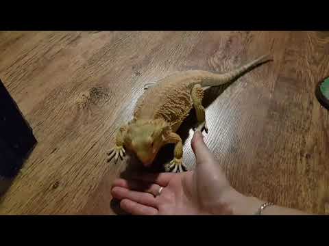 Видео: Вечерний уютный дожор.