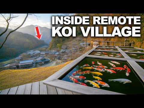 Видео: В этой отдалённой японской деревне разводят самую дорогую в мире рыбу кои