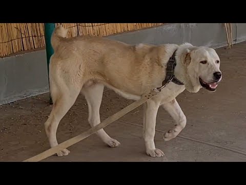 Видео: в гостях у Ахмеда обзор собак Ашхабад Тязе Заман! Туркменский Волкодав - Turkmen Alabay