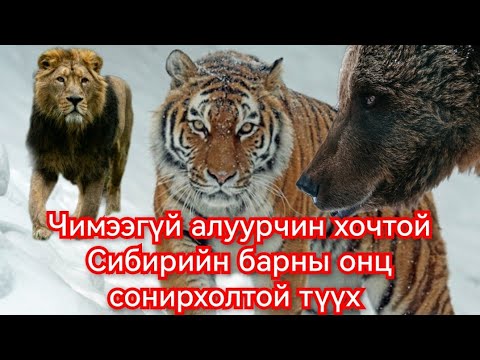 Видео: Амурын бар хамгийн аюултай араатан. Гоё Түүхүүд Goy tuuhuud mongol heleer монгол хэлээр