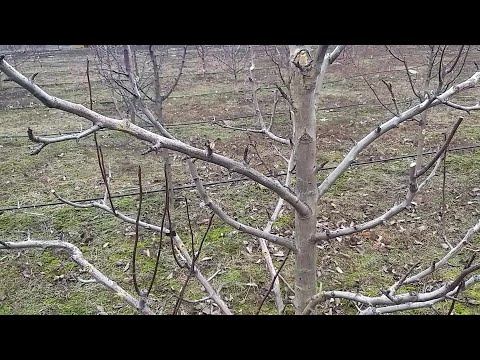 Видео: Як обрізати груші ?