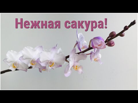 Видео: Doritaenopsis Liu's Sakura “KF” или всё о красавице сакуре!