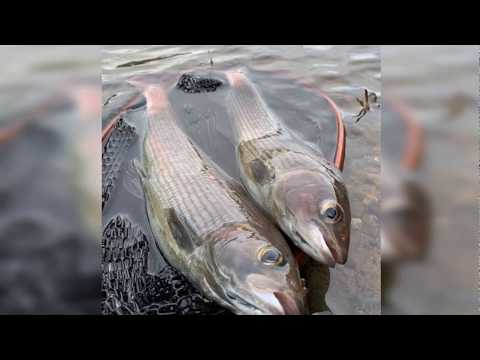 Видео: Рыбалка на р. Ланковая Ольский район Магаданская область 08.06.2019