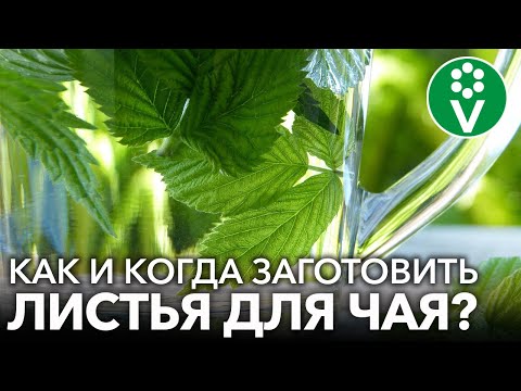 Видео: САМЫЙ ЛУЧШИЙ ЧАЙ! Заготовьте листья малины, вишни, смородины. Когда собирать, как сушить и готовить