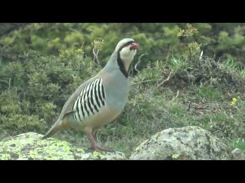 Видео: Keklik Avı (Bağlı) - الحجل طائر - куропатка - partridge