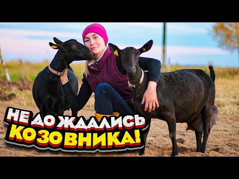 Видео: Окот испанской козы МУРСИАНО-ГРАНАДИНА. Удой после второго окота | Молодая Ферма