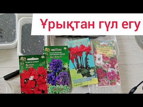 Видео: ГҮЛДІ ҰРЫҚТАН ЕГУ. Бальзамин катарантус петуния Коврик