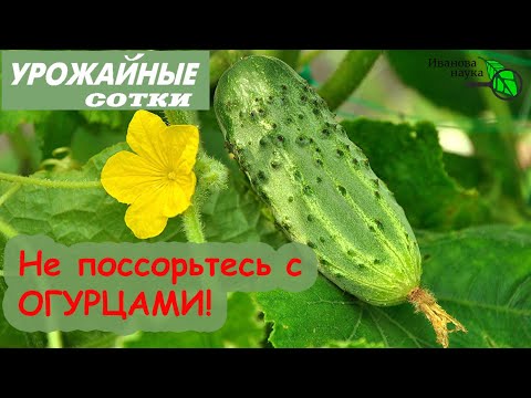 Видео: 8 НЕПРОСТИТЕЛЬНЫХ ошибок при выращивании ОГУРЦОВ, которых легко ИЗБЕЖАТЬ!