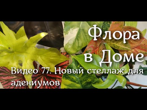 Видео: Видео 77. Новый стеллаж для адениумов