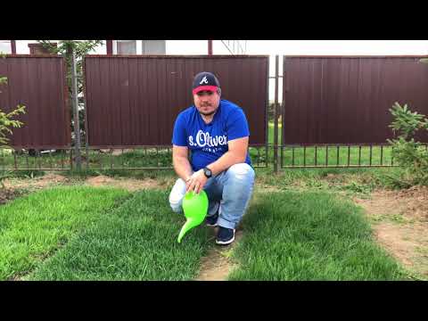 Видео: Полив газона: Как поливать и нужен ли автополив? Узнай тут!