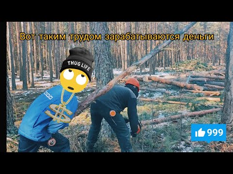 Видео: Валка леса вот таким образом зарабатываются деньги