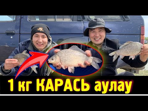 Видео: СҰМДЫҚ КАРАСЬТАР! БАЛЫҚ АУЛАУ КАРАСЬТАРДЫ ҚЫРДЫҚ! Рыбалка караси гиганты