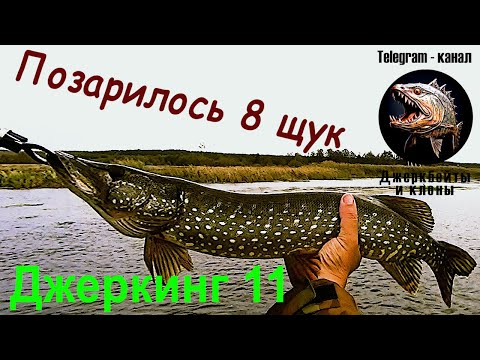 Видео: Заключительная рыбалка сезона джеркбейтов 🐟 Река Цна 2015 год