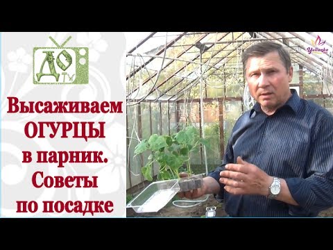 Видео: Высаживаем ОГУРЦЫ (рассаду) в ПАРНИК. Советы по посадке от DelaOgorodnieTV