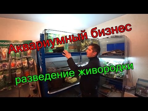 Видео: Аквариумный бизнес, разведение живородки.