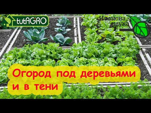 Видео: ЭТИ ОВОЩИ ОТЛИЧНО ВЫРАСТУТ ДАЖЕ В ТЕНИ! Тенистые уголки не должны пустовать!