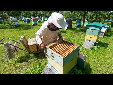 Видео: Пчеловодство №129 Какой результат деления на пол лета? 03.07.22