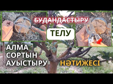 Видео: Алманы түбінен кесіп тастап Телу | Нәтижесі