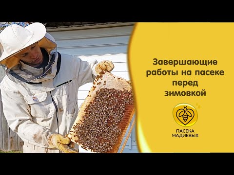 Видео: Одна ошибка — и семья погибнет!.. Как я готовлю пчел к зиме