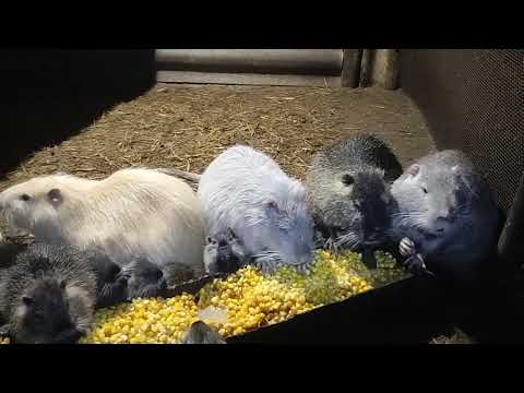 Видео: Нутрия и вопросы...!!!