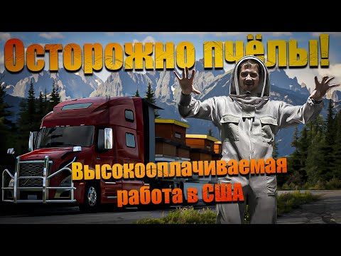 Видео: Интересный опыт: перевозка пчёл на грузовике в Америке / Дальнобой по США