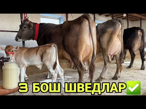 Видео: АРЗОНЧИ АКАДАН ТОЗЗА N1 ШВЕДЛАР СОТИЛАДИ НАРХИ SOTILADIGON SHIVED SIGIRLAR NARXLARI 2 ноября 2025 г