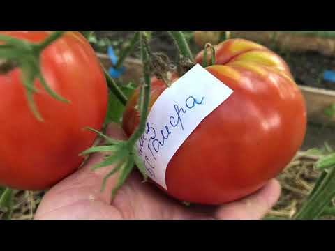 Видео: Сладкие сорта томатов! Обзор куста и дегустация!