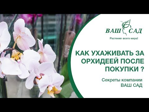 Видео: Если это сделать после Покупки, орхидеи зацветут как бешенные. Ваш сад