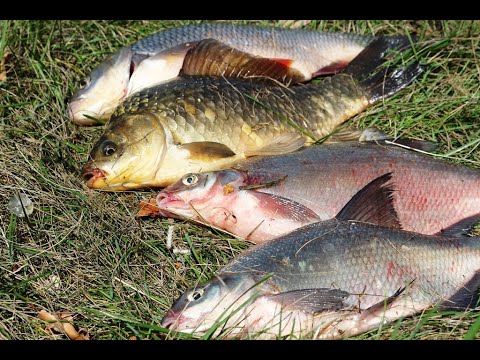 Видео: ПЛАНЕТА УРАЛ . ИРИКЛА  .НОВЫЙ ЗАЛИВ