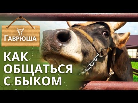 Видео: Джерсейский бык Гаврюша | Чем бык опасен для людей?