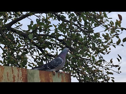 Видео: Тренеровка голубів , турецька такла,  бойні голуби.