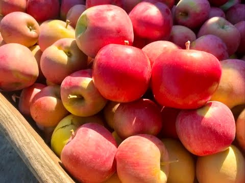 Видео: Яблуня Фуджі . Час збирати врожай. Цукри зашкалюють...