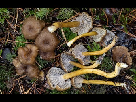 Видео: ЛИСИЧКА ТРУБЧАТАЯ САМЫЙ ДОРОГОЙ ГРИБ В СКАНДИНАВИИ