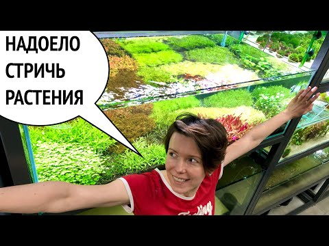 Видео: МЕСЯЦ ПОСЛЕ ЗАПУСКА | СТРИЖКА АКВАРИУМНЫХ РАСТЕНИЙ | МЕРИСТЕМА - 100% ВСХОДЫ | ГОЛЛАНДСКИЙ АКВАРИУМ