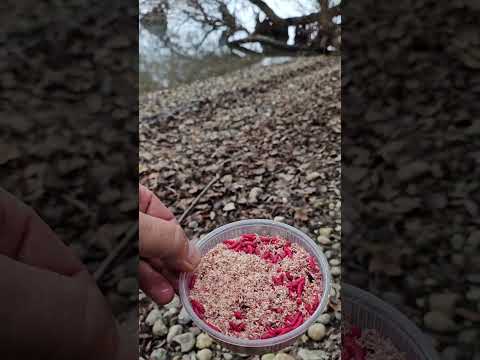 Видео: Рыбалка 🐟 на Beinheim See 2024г. клюнула платва #рыбалка #рыбка #платва #angeln #fishing #pescado