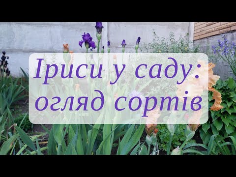 Видео: Моя колекція ірисів: огляд сортів